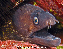 Moray eel, (Muraena helena). Canon G9 with inon D-2000 st... by Bea & Stef Primatesta 